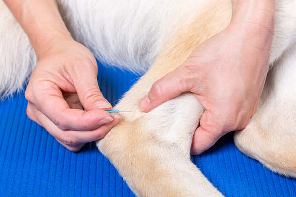 Acupuncture-and-acupressure-for-dogs