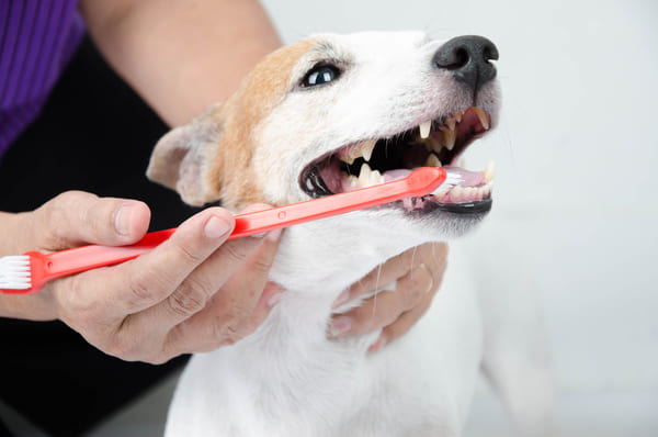 Daily-brushing-routine-for-your-dog
