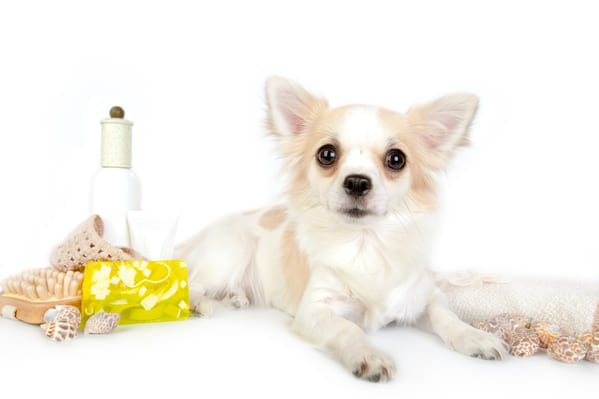 Aromatherapy for dogs