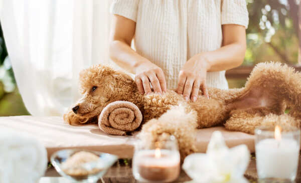 Dog-massages