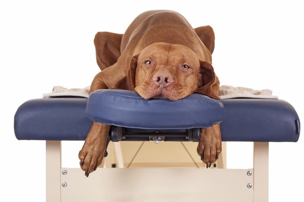Holistic therapies for dogs are on the rise