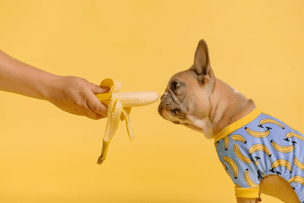 dog-eating-a-banana