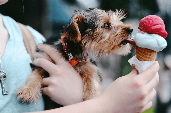 dog eating ice cream