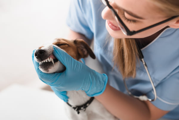 dog-for-regular-dental-cleanings-