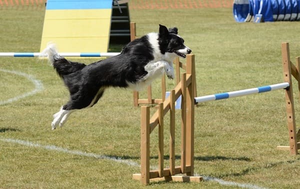 black and white color dog exercising.