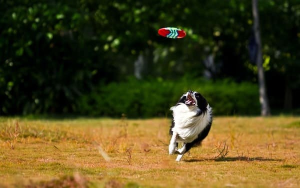 dog-playing-in-the-park-of-dogs