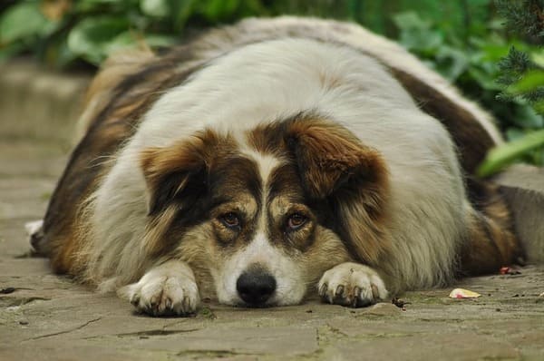 Obesity in Dogs