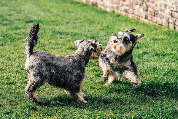 first day of dog in the park