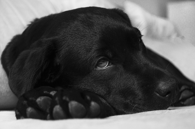 Dogs Feel Pain Like Humans Do