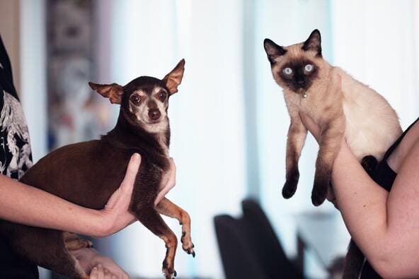 dog and cat separated by their owners