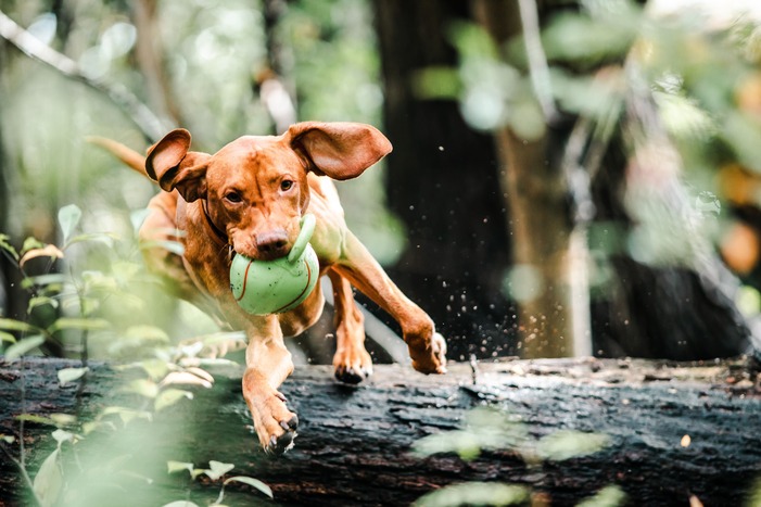 dog playing outside in the wood