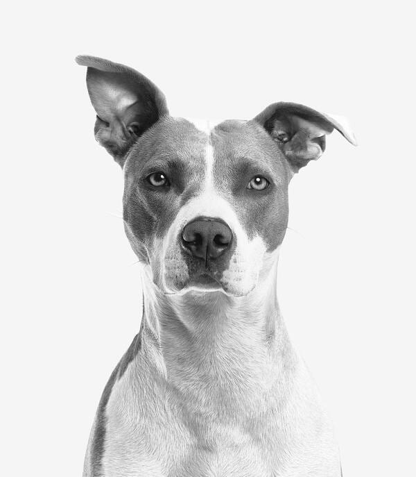 dog in black and white photo