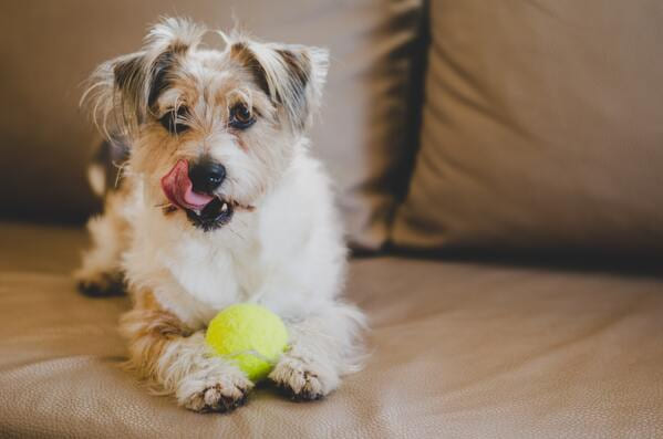 small dog playing with his toy