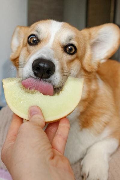 Dogs Have Taste Buds