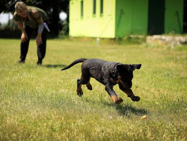 dog playing with your owner