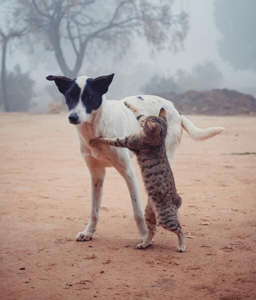 dog and cat playing