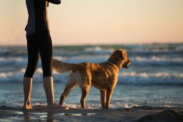 dog on the beach with his owner