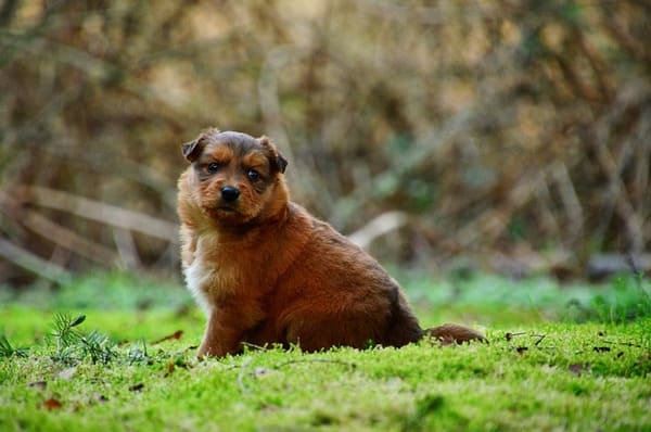 obese dog puppy