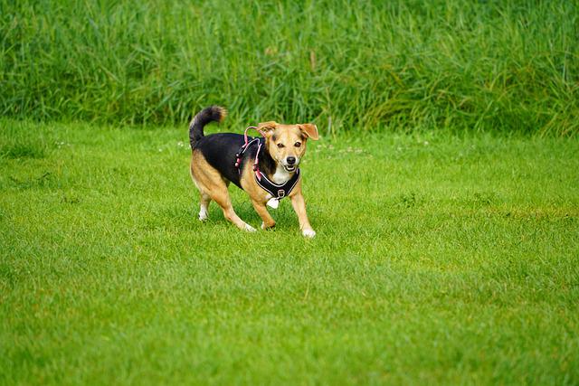 Why the dogs chase their tails