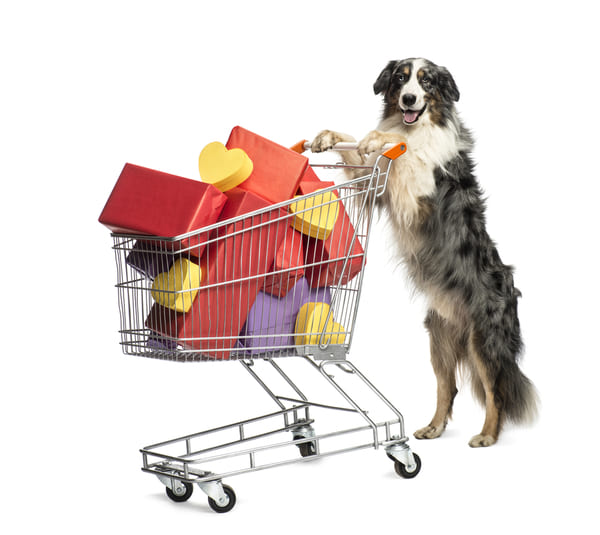 Pet store dog outlet prices