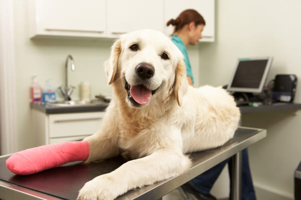 large dog coming out of paw surgery