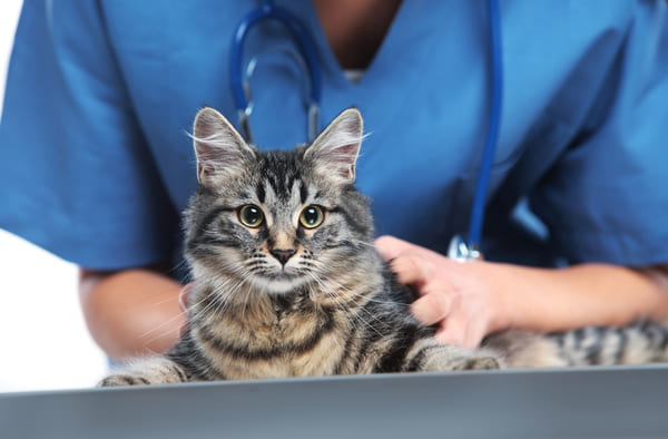 cat receiving veterinary help
