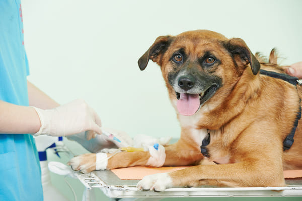 dog being treated by the vet