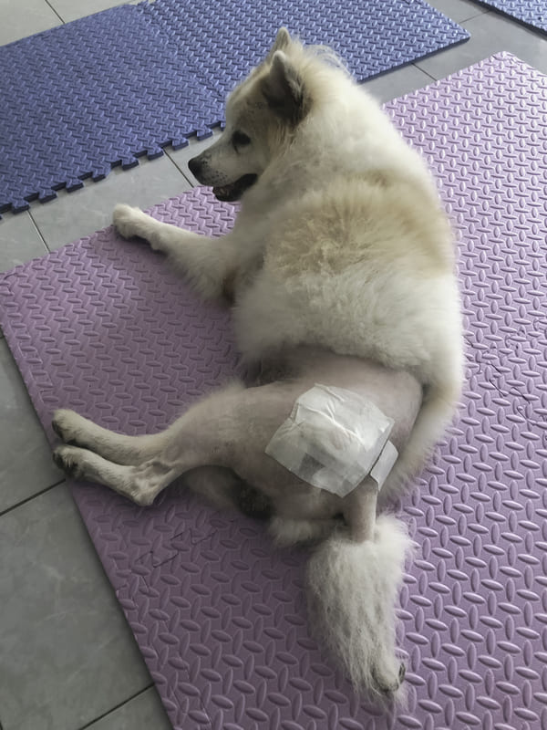 dog that came out of hip surgery