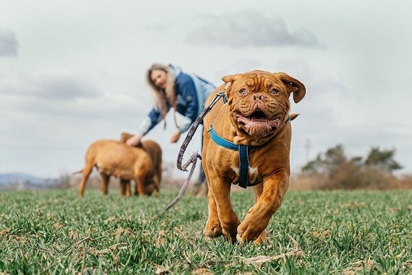 Bonding during play with your dog