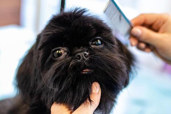 dogs while grooming at home