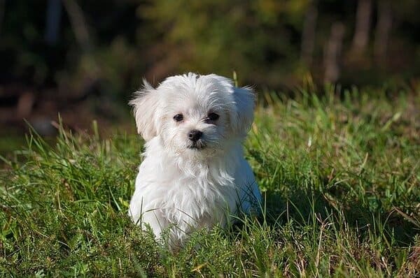 white puppy in the yard with grass