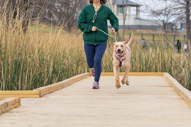 Bonding with your dog through exercise