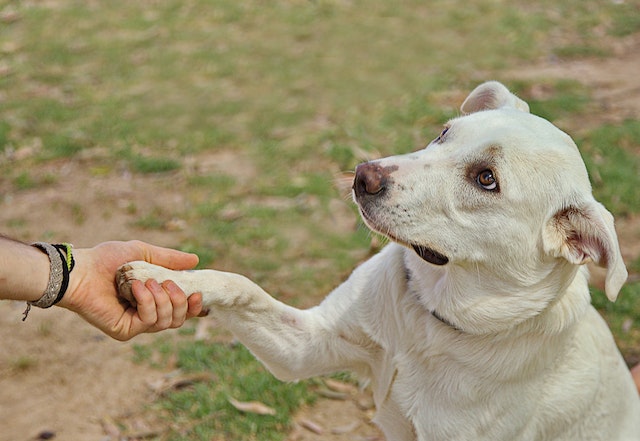 Bonding with your dog through commands