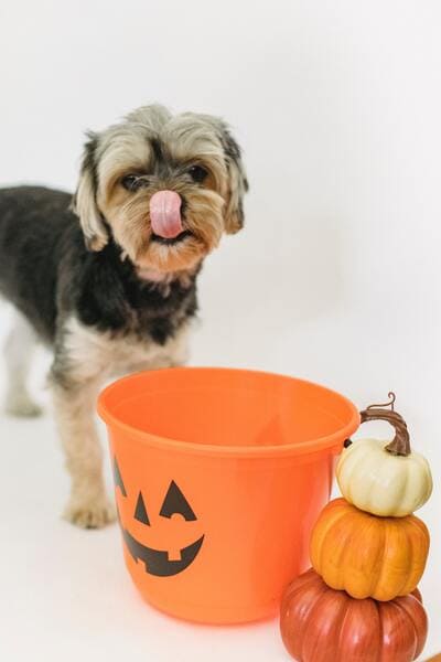 dog eating halloween treats