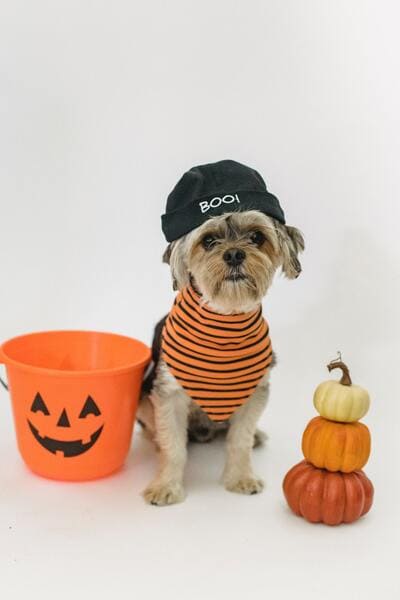 dog dressed as halloween pumpkin