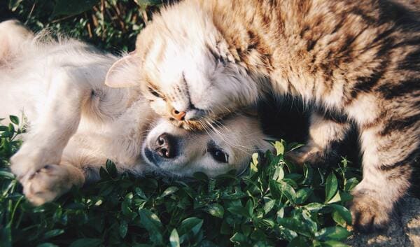 dog and cat with pre-existing conditions