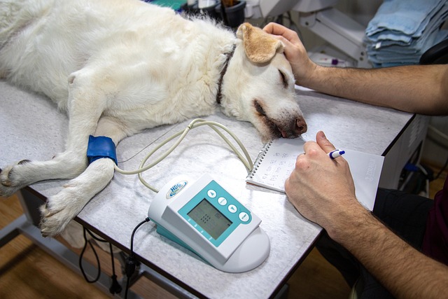 dog in a veterinary clinic