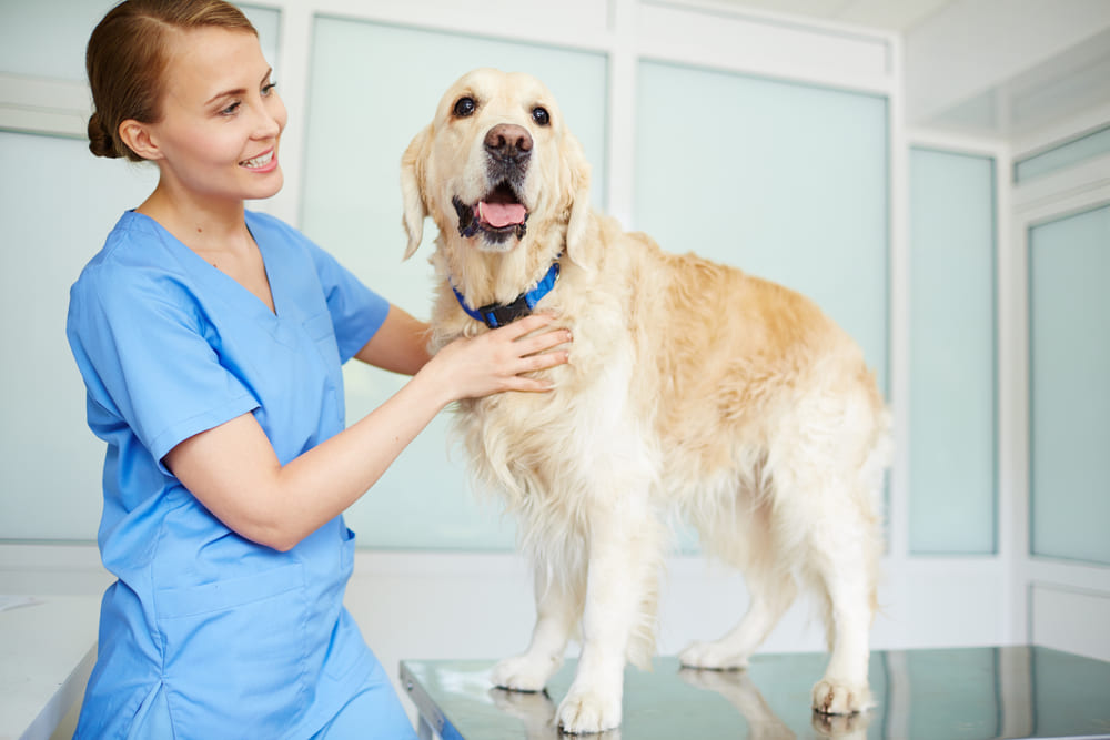 Treatment for Dogs with Diabetes