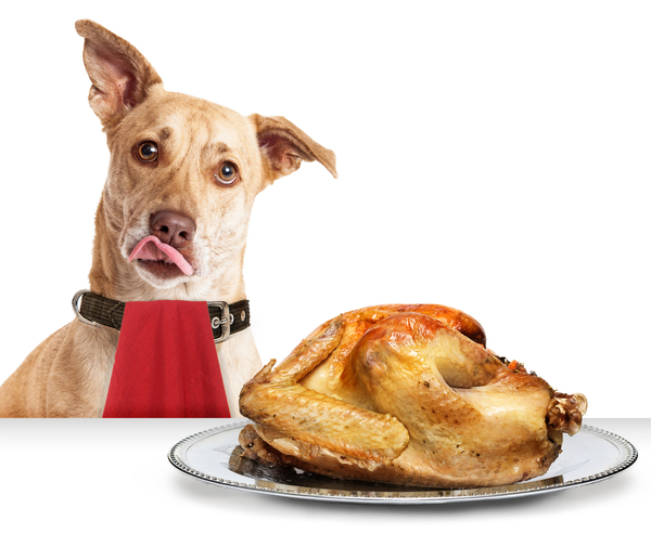 Dog Hungry for Thanksgiving Turkey