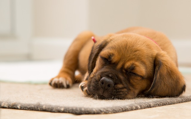 dog sleeping on the floor