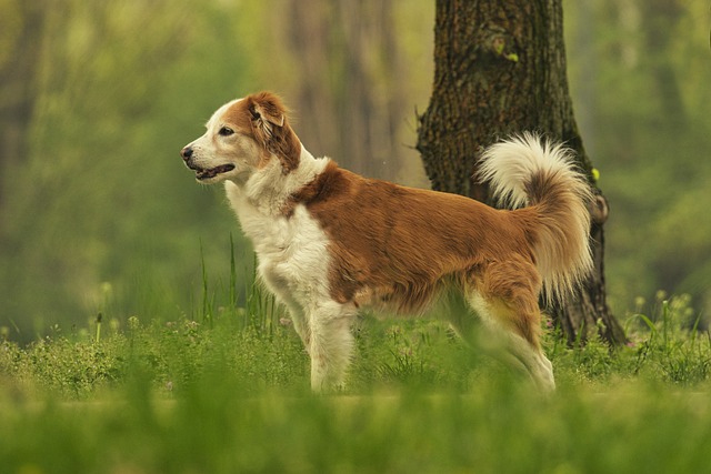 dogs most definitely use sight as a navigational tool