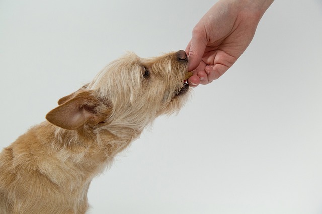 dog eating bread