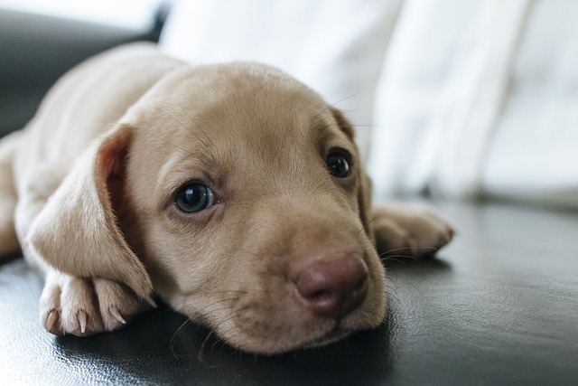 adorable canine eyes evolved