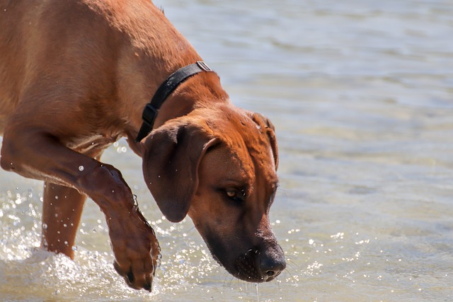 dog has a remarkable sense of smell