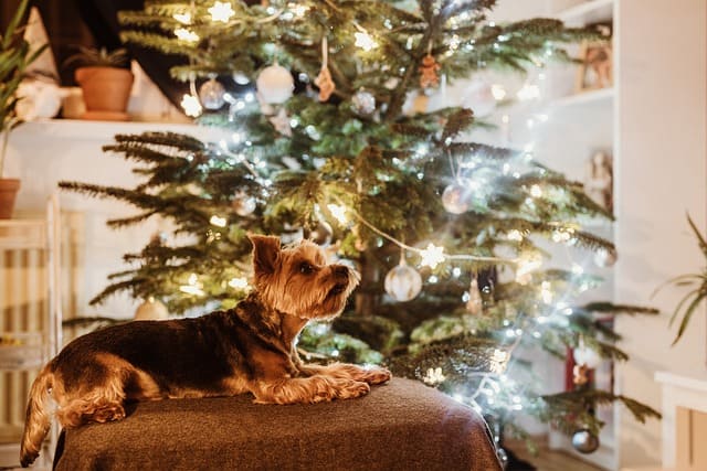 dog sitting near the christmas tree