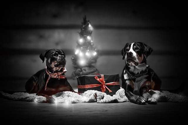 dogs with their christmas gifts