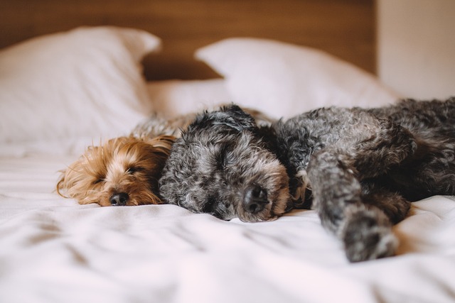 dog sleeping on the bed