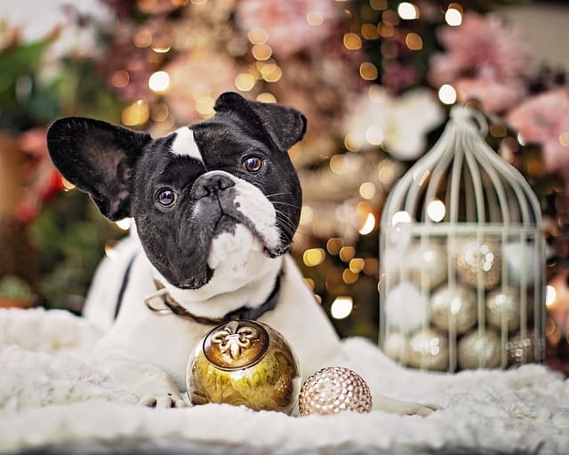 Pet health safety tips for Christmas