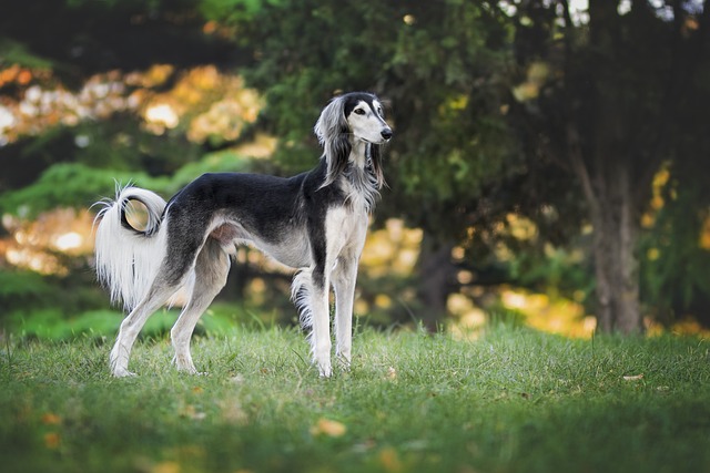 Do Lost Dogs Find Their Way Home