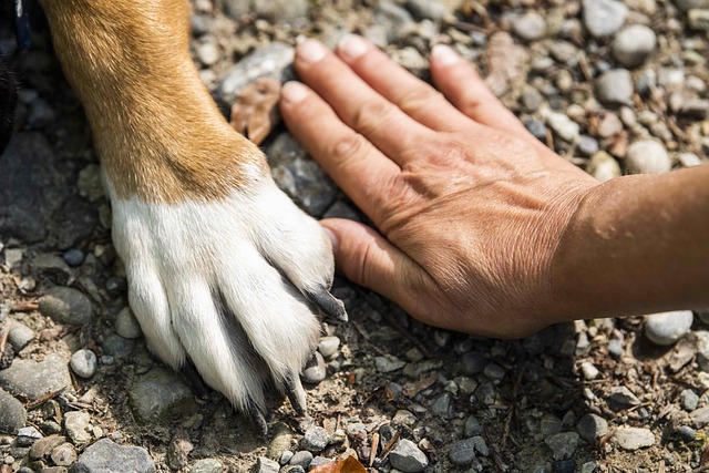 dogs dominant paws